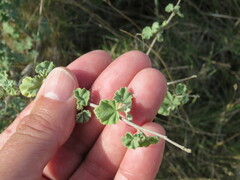 Malva subovata