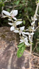 Rhodomyrtus tomentosa