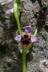 Ophrys oestrifera