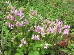 Lamourouxia dasyantha