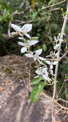 Rhodomyrtus tomentosa