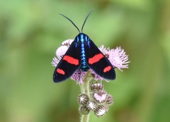 Uranophora splendida