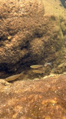 Danio albolineatus