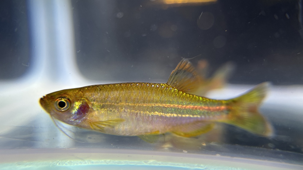 Pearl danio (Danio albolineatus) — Cyprinidae