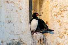 Leucocarbo magellanicus