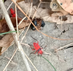 Probergrothius sanguinolens