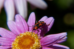 Melanerythrus mactans