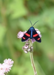 Uranophora splendida