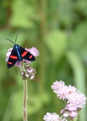 Uranophora splendida