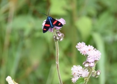 Uranophora splendida