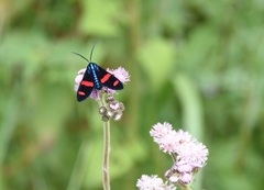 Uranophora splendida