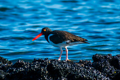 Haematopus palliatus
