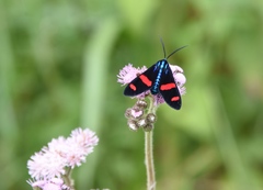 Uranophora splendida