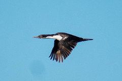 Leucocarbo atriceps