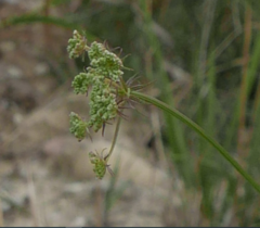 Laserpitium gallicum