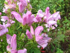 Lamourouxia dasyantha