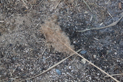 Phragmites australis