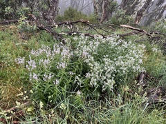 Veronica derwentiana