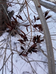 Syringa