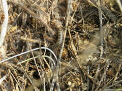 Ommatoiulus rutilans