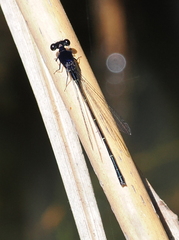 Onychargia atrocyana