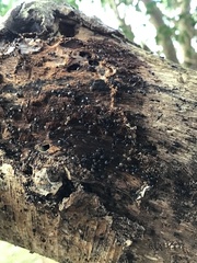 Technomyrmex brunneus