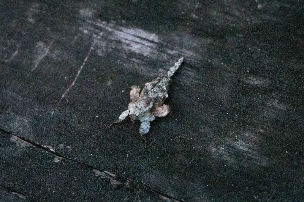 Amorphopus notabilis