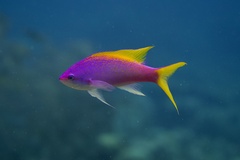 Mirolabrichthys evansi