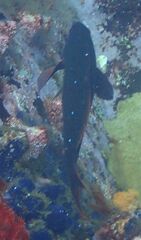 Cephalopholis colonus