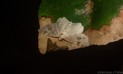 Minoa euthecta