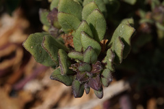 Nolana paradoxa