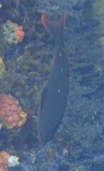 Cephalopholis colonus