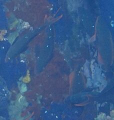 Cephalopholis colonus