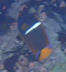 Holacanthus passer