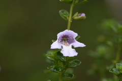 Prostanthera cuneata