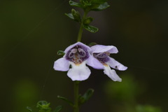 Prostanthera cuneata