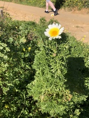 Glebionis coronaria
