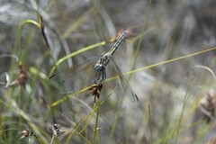 Trithemis stictica
