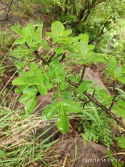 Commiphora