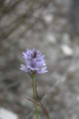 Thereianthus spicatus