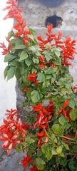 Salvia splendens