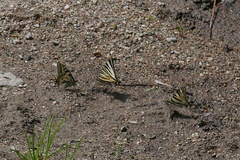 Iphiclides podalirius