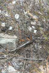 Thereianthus spicatus