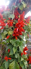Salvia splendens