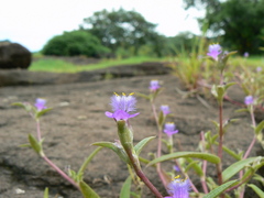Cyanotis fasciculata