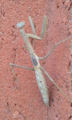 Coptopteryx gayi