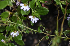 Scaevola hookeri
