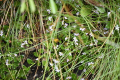 Scaevola hookeri