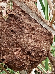 Crematogaster castanea