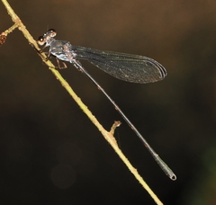 Devadatta